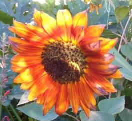 sunflower "Red Prada"