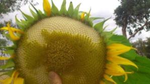 giant Russian sunflower