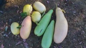 collection of gourds and marrows