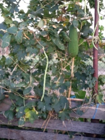loofah gourds and Thai snake beans